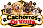Cachorros En Venta